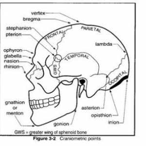 Анатомија на надворешната површина на черепот. Craniometrical точка (надворешни обележја)