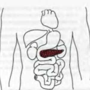Анатомски и физиолошки информации за панкреасот