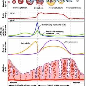 Секреторниот фаза на ендометријален циклус. механизам менструација