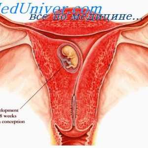 Тироидната жлезда време на бременоста. Зголемување на телесната тежина кај бремени жени