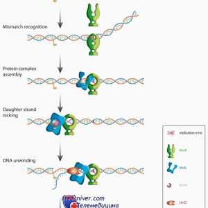 Семејство протеини mutl, muts и Cdk во развојот на ооцит. мутации