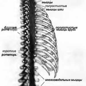 Болки во грбот предизвикани од длабоко параспиналните мускули