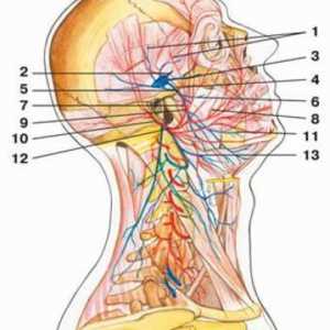 Кранијалните нерви 12 кранијалните парови