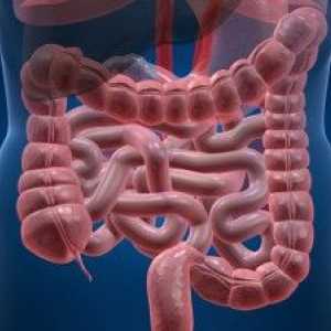 Што се случува во интестиналниот dysbacteriosis?