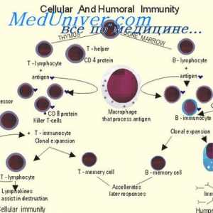Цитотоксични Т-клетки. Потиснување на Т-клетки