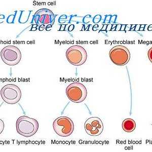 На диференцијација на лимфоидни клетки. lymphopoiesis
