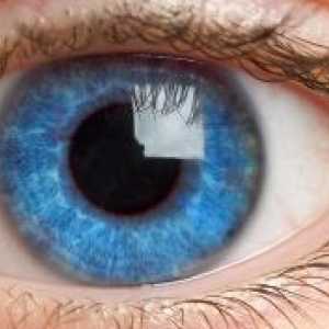 Динамиката на раст и развој на човечкото око