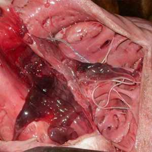 Dirofilariasis (Dirofilaria), црви во срцето на лицето симптоми, дијагноза, третман и превенција