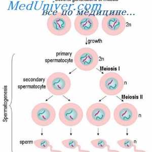 Регулирање на сперматогенезата. созревање на сперматозоидите