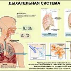 Респираторниот систем на човекот: органи, болест, функција, структура