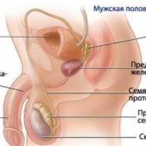 Физиологијата на машкиот репродуктивен систем