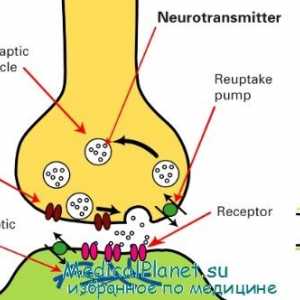 Физиологијата на нервните синапси. анатомија на синапсите