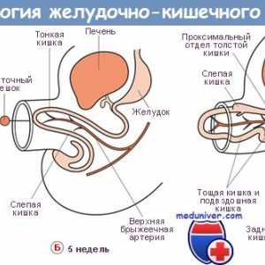 Вентралниот мезентериум ембрионот. феталниот слезината