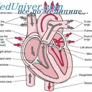 Формирање на феталното срце вентили. Развојот на ембрионот на перикардот