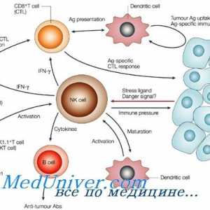 Формирање NK-фетална имуните клетки. Т-лимфоцити функција на имунитетот