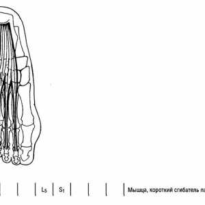 Функционални тестови на долните екстремитети мускулите интерфалангеалните зглобови на прстите