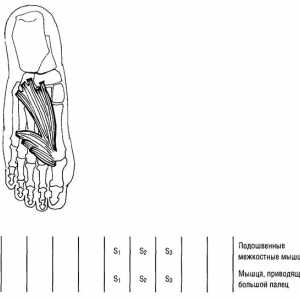 Функционални мускулите на долните екстремитети тестови фрлија и повлекување на прсти