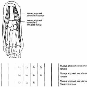 Функционални тестови на мускулите на долните екстремитети продолжување прсти