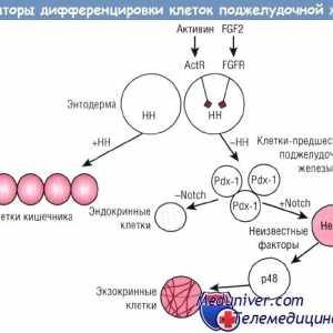 Регулирање на диференцијација на клетките на панкреасот ендокрините жлезди