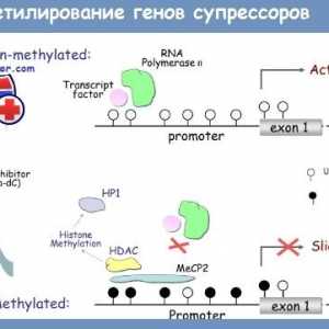 Геномска втиснување и ДНК метилација во регулирањето на функцијата на цревата