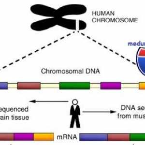 Гени и човечки хромозом. структура
