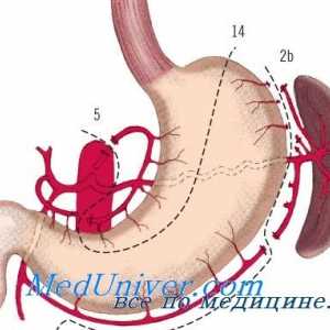 Хипофизата-надбубрежните систем со преканцерозна болести на желудникот