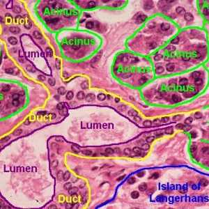 Хистологија на панкреасот