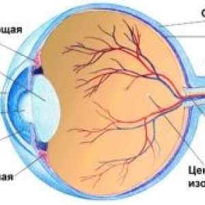 Структурата на човечкото око