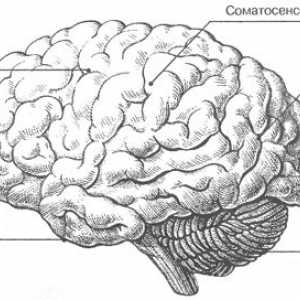 Мозокот: надворешните карактеристики