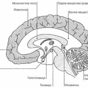Мозокот внатрешните карактеристики