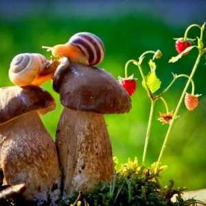 Печурки за гастритис