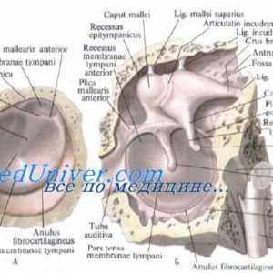 Објективот на ембрионот. Образование и леќа развојот на фетусот