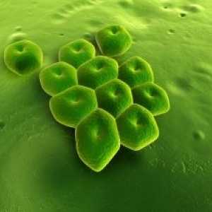 Инфекции предизвикани од Acinetobacter: третман, симптомите
