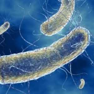 Инфекции предизвикани од Escherichia coli