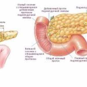Инсулином рак на панкреасот: симптоми, дијагноза, третман, симптоми, причини
