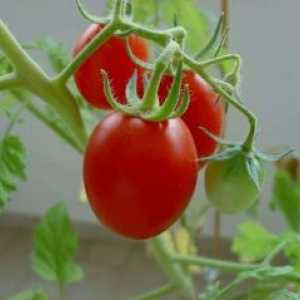 Употребата на хетерозис за домати