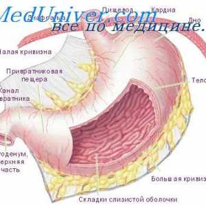 Релаксација на желудникот ако се проголта. Функционира esophageal сфинктер за време на голтањето