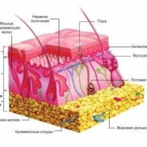 Испитување на поткожното масно ткиво слој