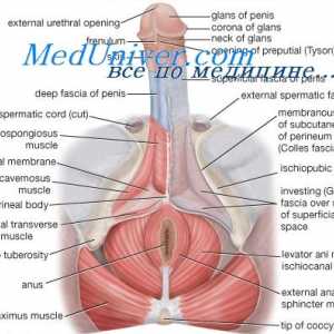 Регулирање на сексуалната функција на машкото тело. Гонадотропин-ослободувачки хормон
