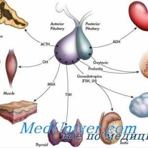 Историја на ендокринологија. Откривањето на инсулин, тироидни хормони и менструалниот циклус