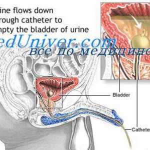Промени во грлото на матката и јајниците во фазата на секреција. Десквамација фаза, обнова на…
