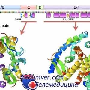 Нуклеарна рецептори за стероидни хормони: естроген, прогестерон, андроген
