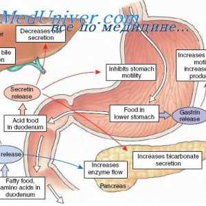 Ефекти мотилин gastroingibitornogo пептид (GIP), enteroglyukagona и нивните ефекти на дигестивниот…