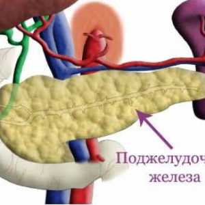 Функцијата на егзокрините на панкреасот