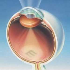 Систем ембриогенезата алкохол на мозокот