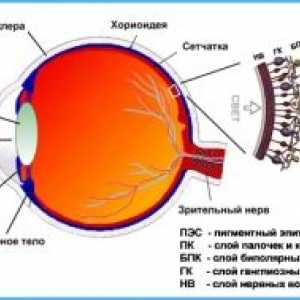 Еволуцијата на сензорни функција на ретината во текот на ембриогенезата и раните години