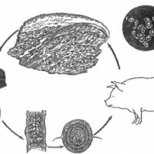 Како свинско тенија инфекција (teniasis) кога јаде месо?