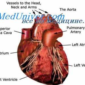 Надворешна регулација на пумпна функција на срцето. Автономниот регулирање на срцето