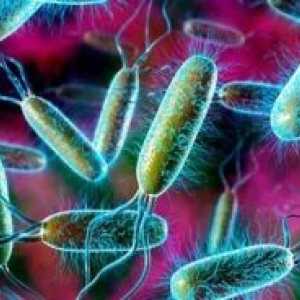 E. coli: третман, симптомите, причините, симптомите