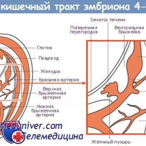 Цревата на ембрионот. Формирање на феталната црево